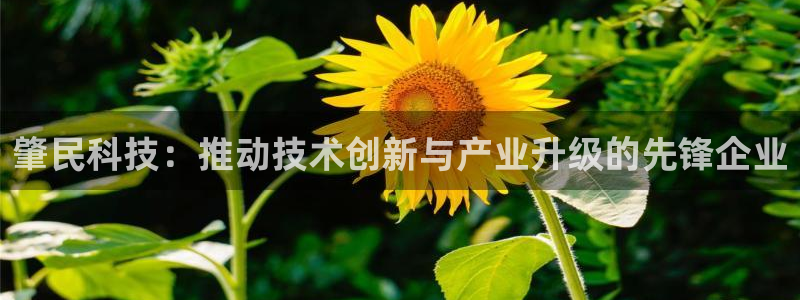 肇民科技：推动技术创新与产业升级的先锋企业