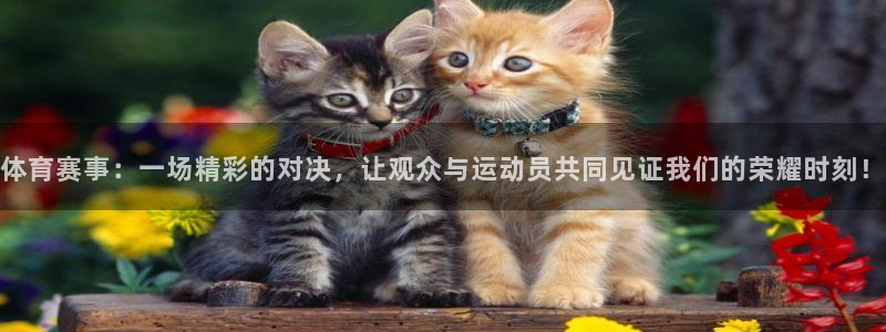 体育赛事：一场精彩的对决，让观众与运动员共同见证我们的荣耀时刻！